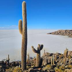 Kakteeninsel / Isla Incahuasi