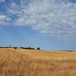 Ook in Lazio wordt heel wat graan verbouwd