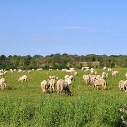 Alle schapen moeten naar Rome