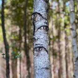 So many groves and forests today. These birches watched us carefully!