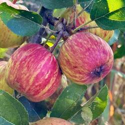 Just growing by the side of the road. The produce here is good.
