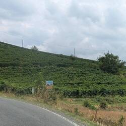 Weinberge