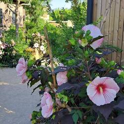 So riesigen Hibiskus habe ich noch nie gesehen. Die Blüten sind Teller groß