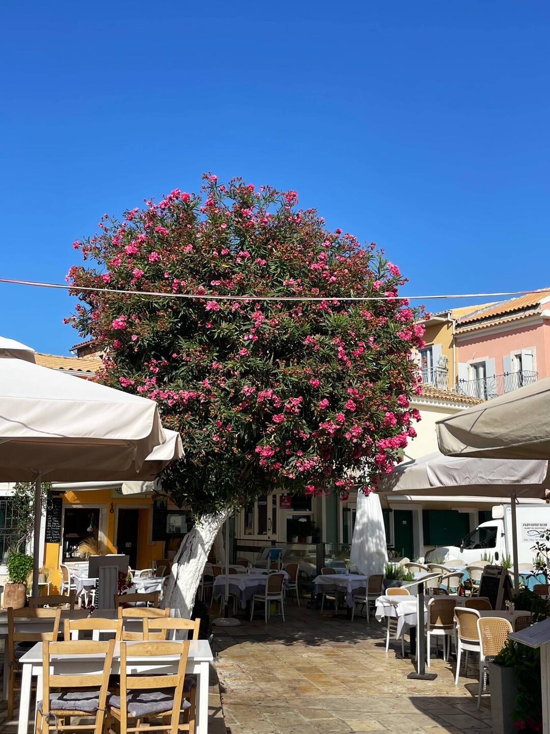 Unglaublich riesige Oleander!