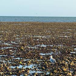 The tide really goes out here!