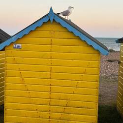 Even the seagulls like them