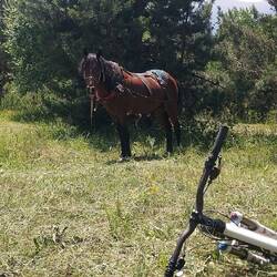 Im Nirgendwo treffe ich auf Reiter, Pferd und Karren. Es gibt Tee. Welch friedliche Umgebung.
