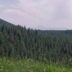 Fast wie im Schwarzwald