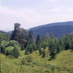 Etwas ist ein Bär zu sehen. Es war die Mutter mit zwei kleinen Bären.