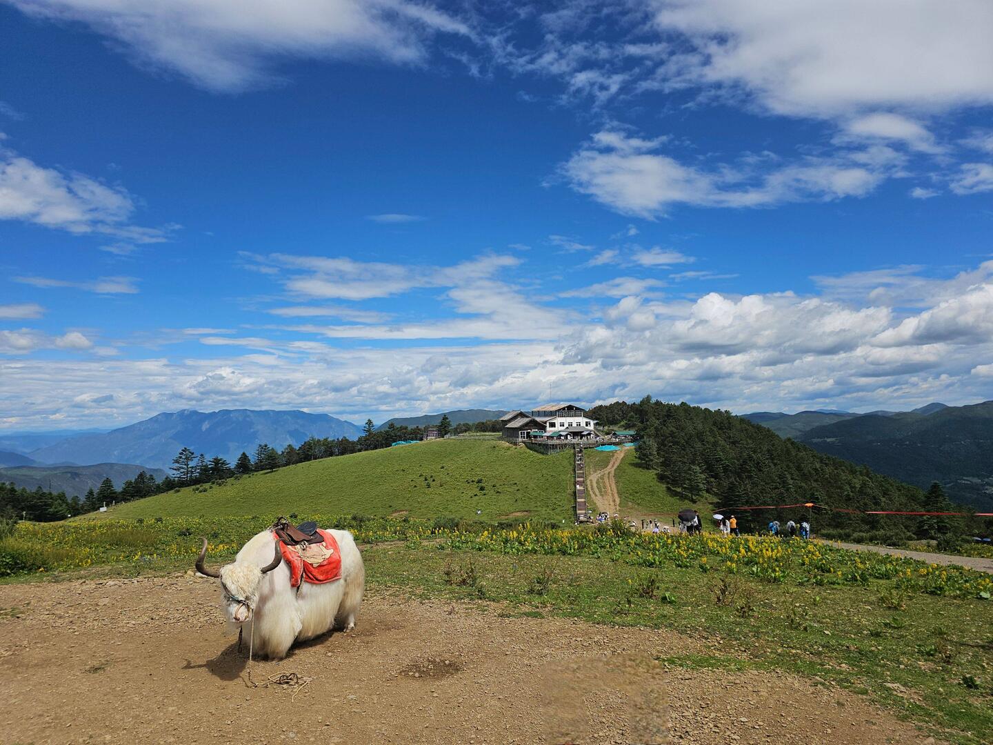 La prairie aux Yacks...avec un yack albinos