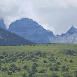 Les yacks sont bien là et paissent tranquilles à 3800m entourés par les monts à 5000