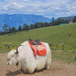 La mascotte du téléphérique