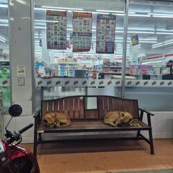 7-eleven dogs 😅