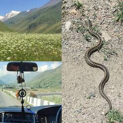 Ft. Deadly venemous viper