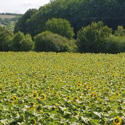 Sonnenblumenfelder überall