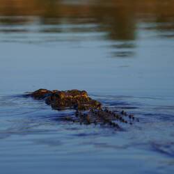 Croc auf Tauchstation