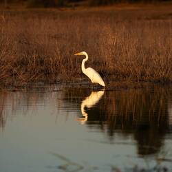 Great Egret