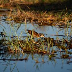 African Jacana