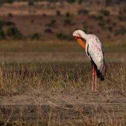 Yellow-billed Stork