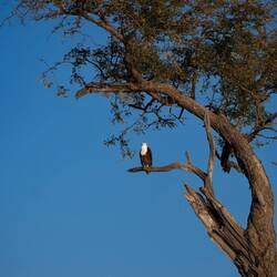 African Fish-Eagle