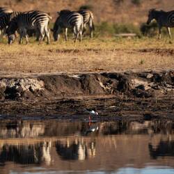 Zebras und ein Black-winged Stilt