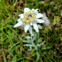 Und wow, ein Edelweiss ...