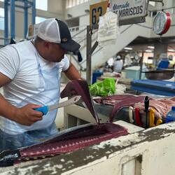 Thunfisch-Filetieren