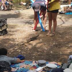 Varaan! In het Australisch is het een watermonitor