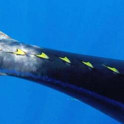 Nett auch die kleinen gelben Stacheln am unteren Rücken