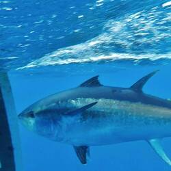 Er hat immer unser Ruder angegriffen, vielleicht war da was essbares?