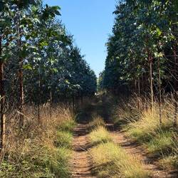 Young eucalyptus trees