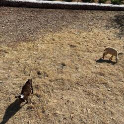 Some goats that wandered freely through our life's journey