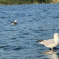 A couple of Gulls.