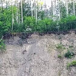 Der weiße Punkt bisschen links von der Mitte ist ein Weißkopfseeadler ... ich schwöre ✌️🥴