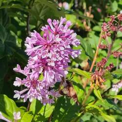 Taubenschwänzchen (Kolibri-Schwärmer) beim Abendessenflug