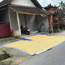 Hier wird der Reis an der Straße getrocknet