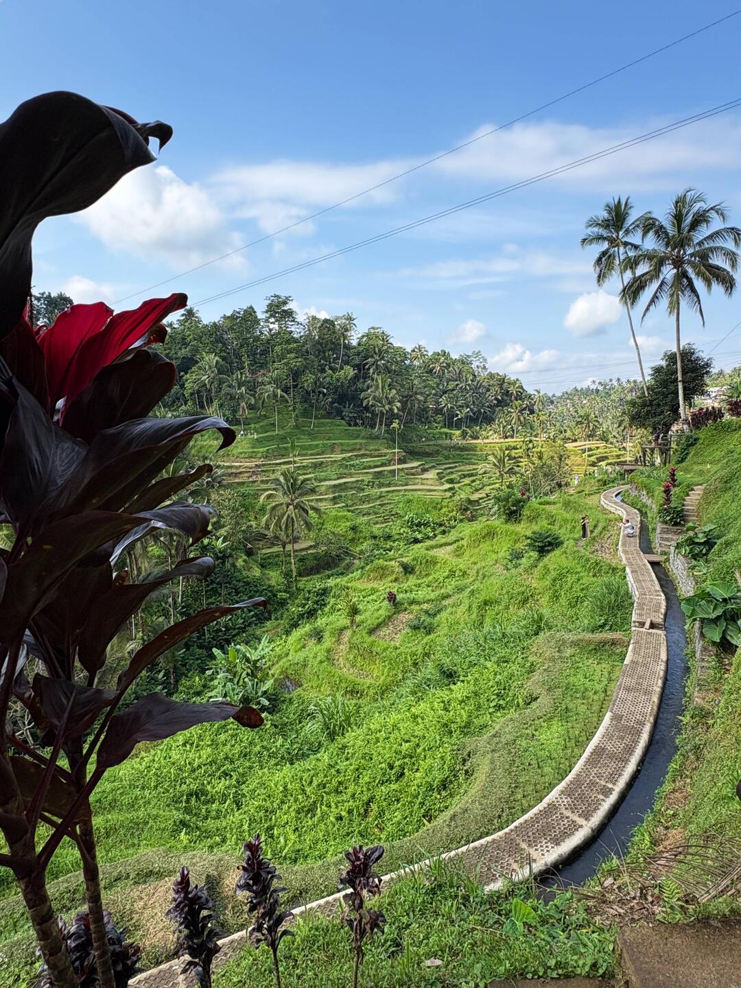 Typische Reisterrassen für Touristen