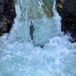 Einer der längsten Lachstreppen der Welt