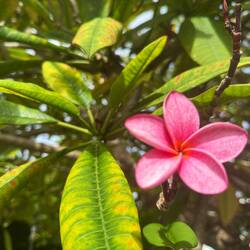 Franchipani flowers 🫶