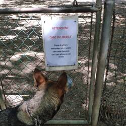 Hunde im Freilauf!
