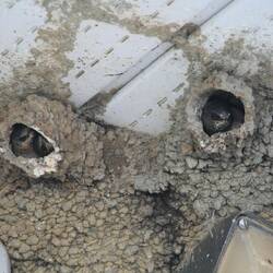 Schwalbennest an der Tankstelle