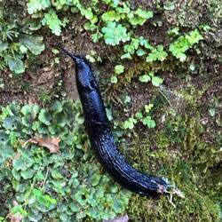 The cool black slugs are back