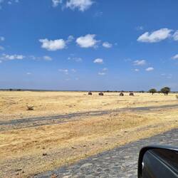 Masai huts