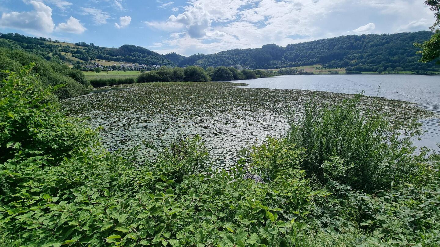 Seerosenfeld im Krater
