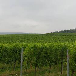 Weinberge