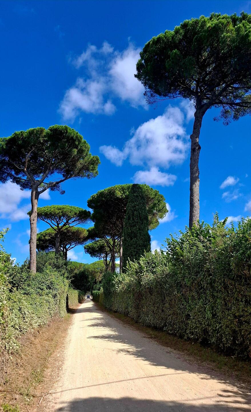 Vele soorten bos vandaag