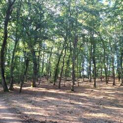 Een parkbos. Dit had Leuven kunnen zijn