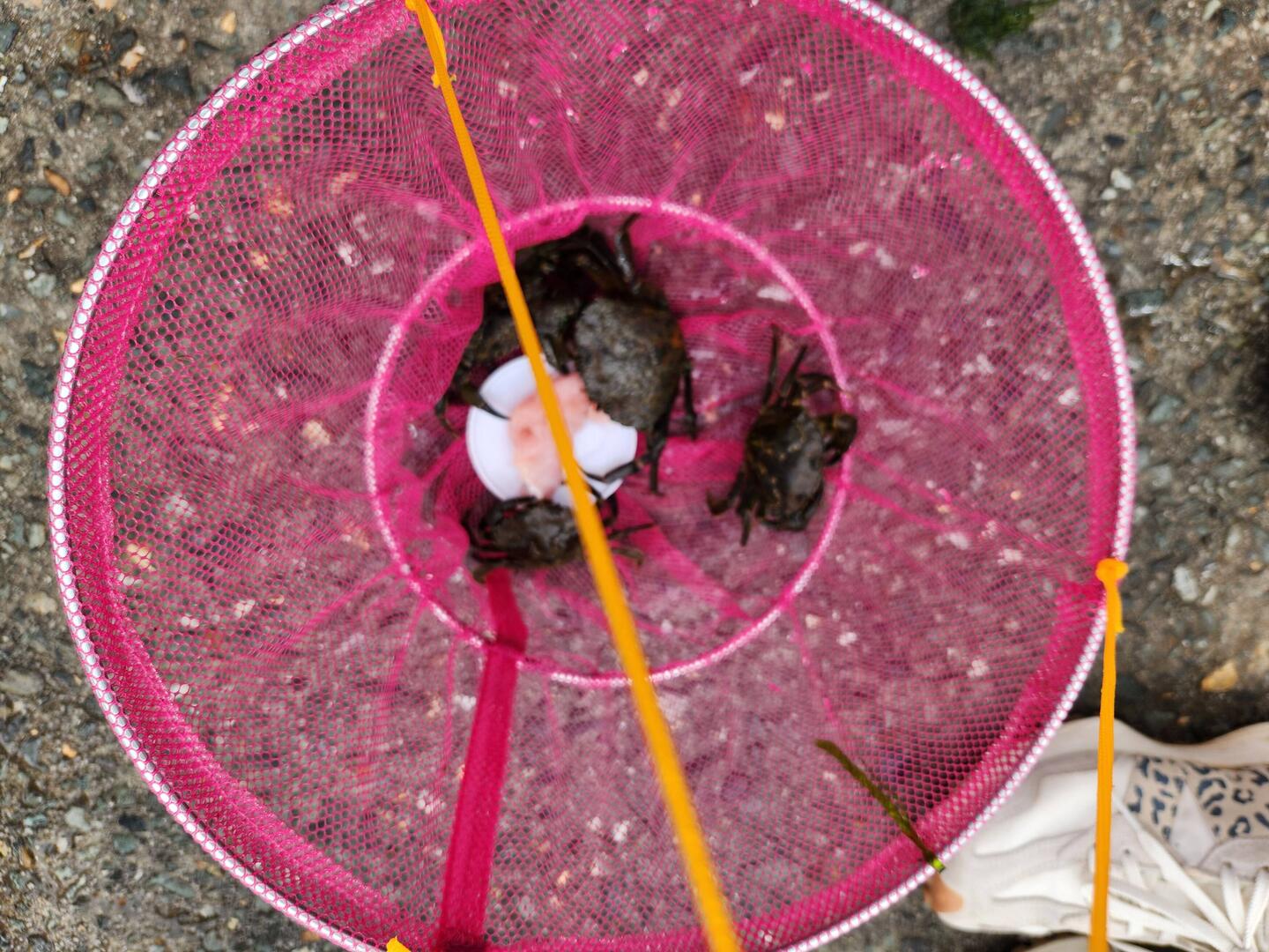 Crabbing. Apparently using bacon is the trick.