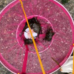 Crabbing. Apparently using bacon is the trick.