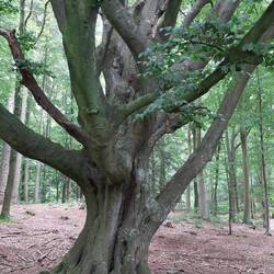 Schöne Wälder...